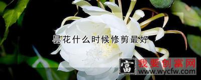 昙花什么时候修剪最好