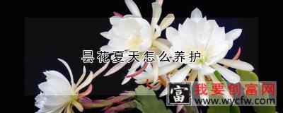 昙花夏天怎么养护