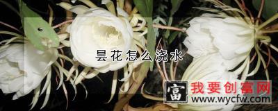 昙花怎么浇水