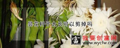 昙花杆子太长可以剪掉吗