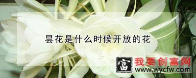 昙花是什么时候开放的花