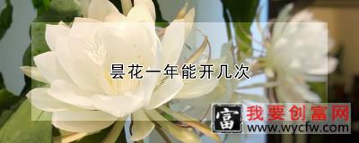 昙花一年能开几次