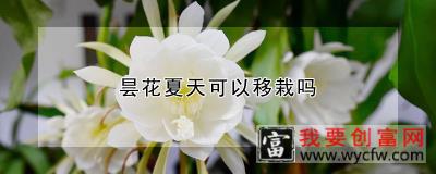 昙花夏天可以移栽吗