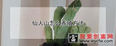 仙人山怎么养殖方法