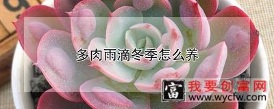 多肉雨滴冬季怎么养