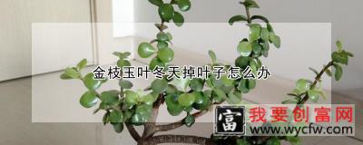 金枝玉叶冬天掉叶子怎么办