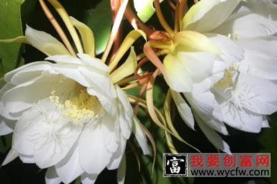 昙花被冻了怎么处理