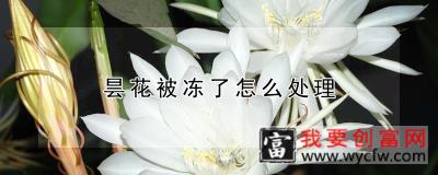 昙花被冻了怎么处理