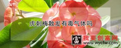 虎刺梅散发有毒气体吗