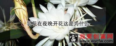 昙花在夜晚开花这是为什么