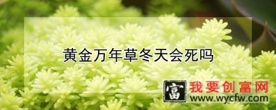 黄金万年草冬天会死吗