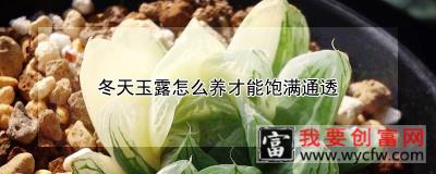 冬天玉露怎么养才能饱满通透