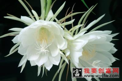 昙花是什么样子