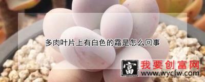 多肉叶片上有白色的霜是怎么回事