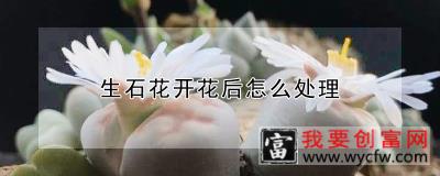 生石花开花后怎么处理