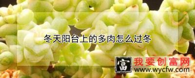 冬天阳台上的多肉怎么过冬