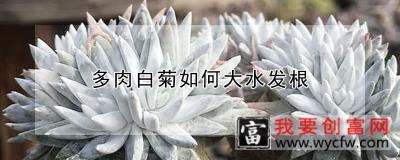 多肉白菊如何大水发根