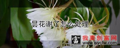 昙花谢了怎么处理