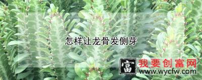 怎样让龙骨发侧芽