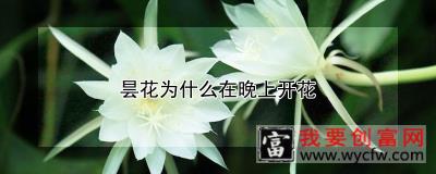 昙花为什么在晚上开花