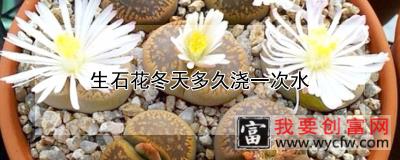 生石花冬天多久浇一次水