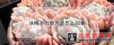 冰梅多肉散开是怎么回事