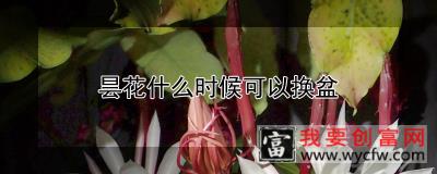 昙花什么时候可以换盆