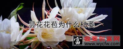 昙花花苞为什么枯萎