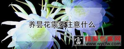 养昙花需要注意什么