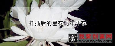 扦插后的昙花几年开花