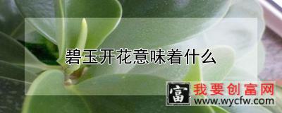 碧玉开花意味着什么