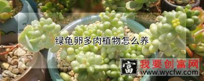 绿龟卵多肉植物怎么养