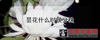 昙花什么时候分株