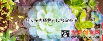 冬天多肉植物可以放室外吗