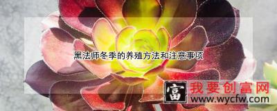 黑法师冬季的养殖方法和注意事项