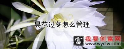 昙花过冬怎么管理