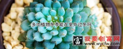 多肉植物冬季能在室外过冬吗