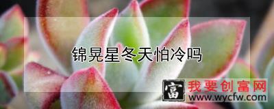 锦晃星冬天怕冷吗