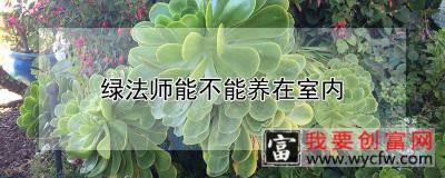 绿法师能不能养在室内