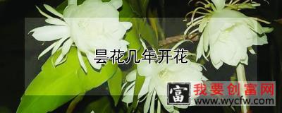 昙花几年开花