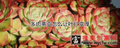 多肉蒂亚怎么让叶片变厚