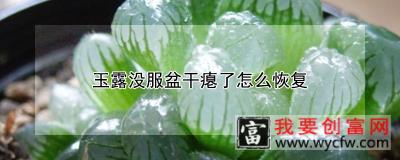 玉露没服盆干瘪了怎么恢复