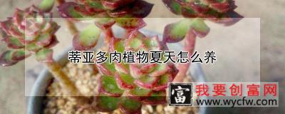 蒂亚多肉植物夏天怎么养