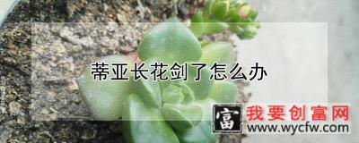 蒂亚长花剑了怎么办