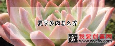 夏季多肉怎么养