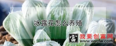 冰露花怎么养殖