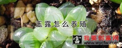 玉露怎么<a href=https://www.wycfw.com/e/tags/?tagid=63 target=_blank class=infotextkey><a href=https://www.wycfw.com/yangzhi/ target=_blank class=infotextkey>养殖</a></a>