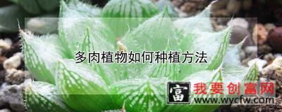 多肉植物如何种植方法