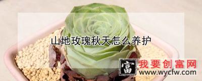 山地玫瑰秋天怎么养护