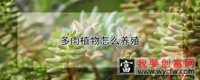 多肉植物怎么养殖